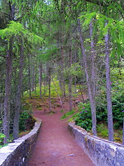 Image showing Green forest. Tree with green Leaves