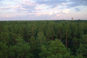 Image showing Top View of Mangrove Forest