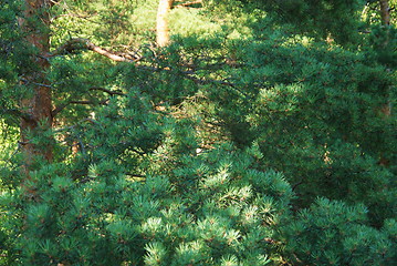 Image showing fir tree forest in morning time