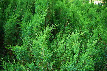 Image showing fir tree forest in morning time