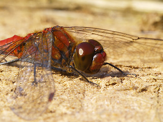 Image showing red dragonfly