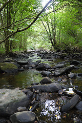 Image showing river in the forest with bridge