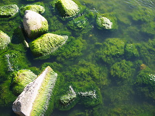 Image showing Seaweed on rocks at beach