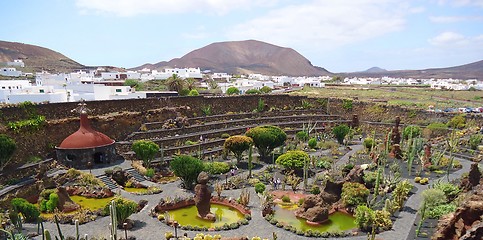 Image showing Beautiful cactus park on Lanzarote island