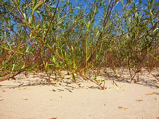 Image showing Plants growing at the Baltic beach