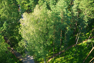 Image showing fir tree forest in morning time