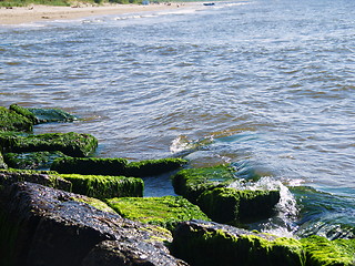 Image showing Seaweed on rocks at beach