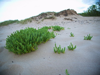 Image showing beach with sand dunes