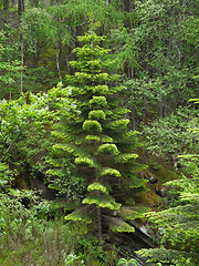 Image showing Green forest. Tree with green Leaves