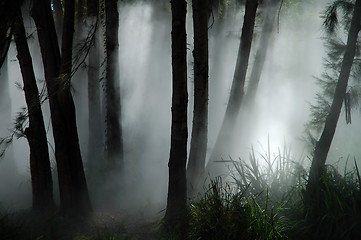 Image showing forest haze