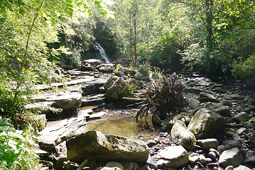 Image showing river in the forest