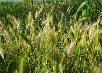 Image showing Green young seed grass in spring