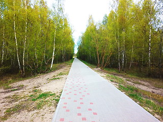 Image showing Green forest. Tree with green Leaves