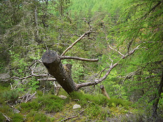 Image showing Green forest. Tree with green Leaves