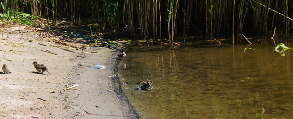 Image showing Sandpiper wading bird at river shore