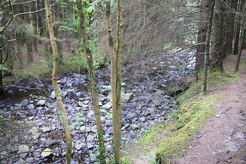 Image showing river in the forest with bridge