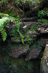 Image showing forest trees. nature green wood