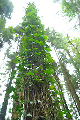 Image showing Rays of light beaming trough the tree