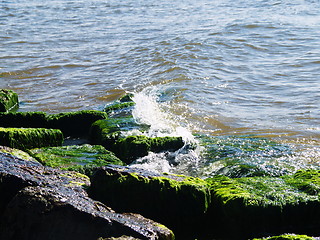 Image showing Seaweed on rocks at beach