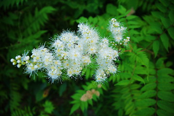 Image showing Flowers of the cherry blossoms