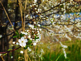 Image showing European cherry