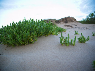 Image showing beach with sand dunes