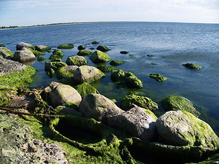 Image showing Seaweed on rocks at beach