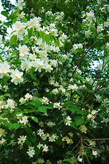Image showing Flowers of the cherry blossoms