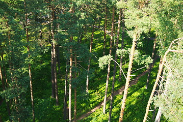 Image showing fir tree forest in morning time