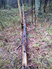 Image showing Forest with fallen trees and plants