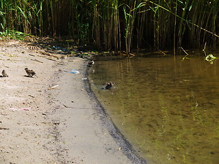 Image showing Sandpiper wading bird at river shore