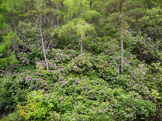 Image showing Green forest. Tree with green Leaves