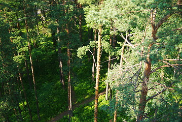 Image showing fir tree forest in morning time