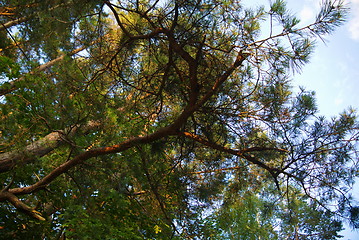 Image showing pine on the blue sky.