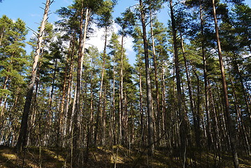 Image showing pine tree forest