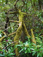 Image showing Green forest. Tree with green Leaves