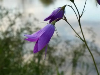 Image showing purple flowers