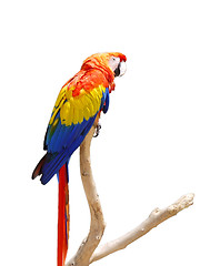 Image showing Colorful Parrot on a Tree Branch