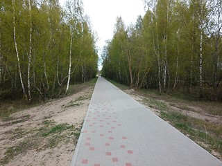 Image showing road running through the deciduous forest.