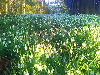 Image showing Closeup snowdrops