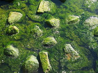 Image showing Seaweed on rocks at beach