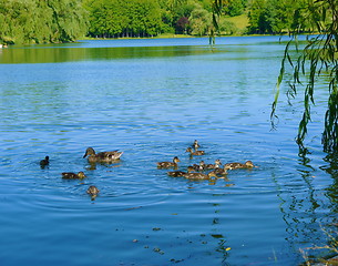 Image showing Mother duck with babys