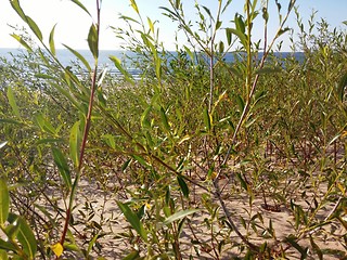 Image showing Plants growing at the Baltic beach