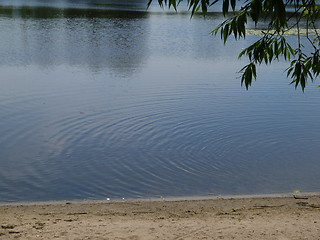 Image showing Sandpiper wading at river shore