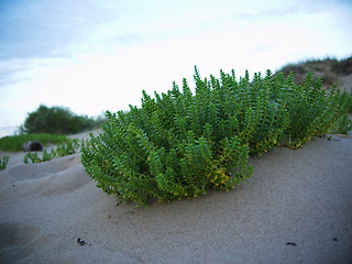 Image showing beach with sand dunes