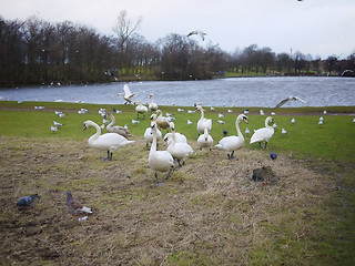 Image showing Swans protecting their nest