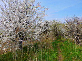 Image showing European cherry