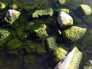 Image showing Seaweed on rocks at beach