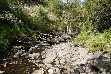 Image showing river in the forest