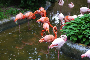 Image showing Set of red flamingo